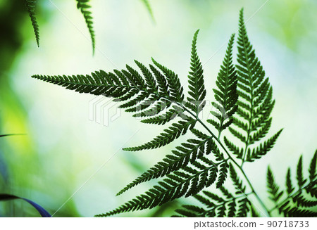A table of fern leaves that open vertically in the shade of a tree against a background of bright sunlight, which looks like a shadow picture. A table of fern leaves that open vertically in the shade of a tree against a background of bright sunlight, which looks like a shadow picture. 90718733