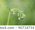 A gathering of buds of Halzion bowing _ cloudy sky 1 90718734
