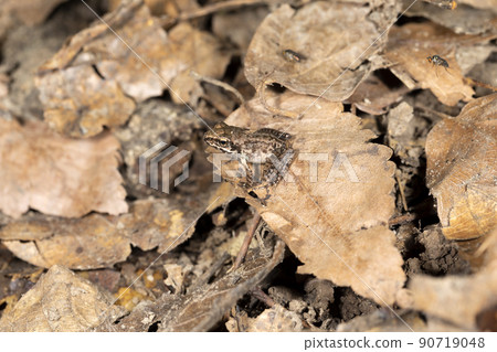 Yamahara frog 90719048