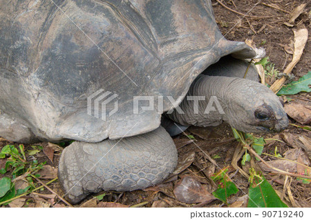 非洲島國塞舌爾的巨龜 90719240