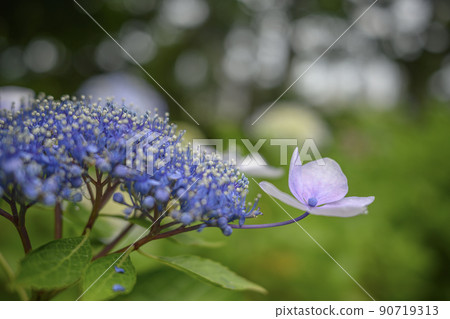 Image of purple hydrangea hydrangea 90719313