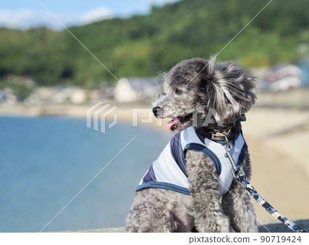 玩具貴賓犬在夏日海灘的背景下散步 夏天的清新形象 90719424