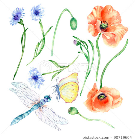 Set of meadow red flowers, insects watercolor illustration isolated Set of meadow red flowers, insects watercolor illustration isolated 90719604