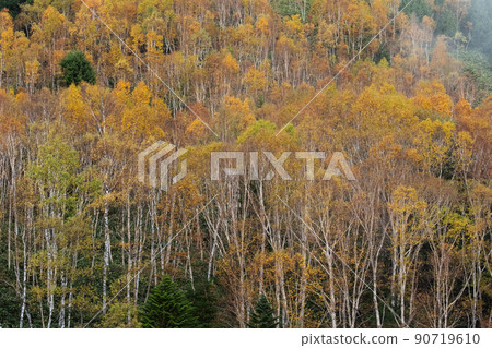 Autumn leaves of Shiga Kogen in autumn Autumn leaves of Shiga Kogen in autumn 90719610