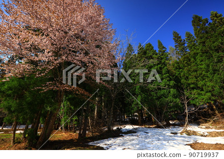 Nishiwaga Town, Iwate Prefecture, blue sky and cherry blossoms in full bloom 90719937