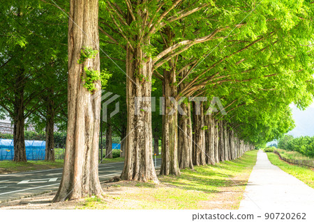 《滋賀縣》水杉林蔭/新綠季節 《滋賀縣》水杉林蔭/新綠季節 90720262