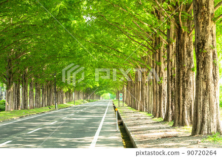 《滋賀縣》水杉林蔭/新綠季節 90720264