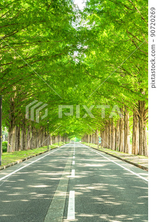 《Shiga Prefecture》 Metasequoias tree-lined / fresh green season 90720269
