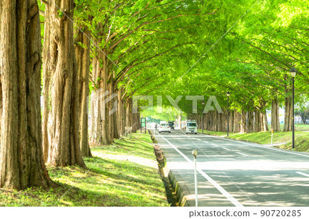 《Shiga Prefecture》 Metasequoias tree-lined / fresh green season 《Shiga Prefecture》 Metasequoias tree-lined / fresh green season 90720285
