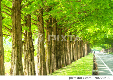 《Shiga Prefecture》 Metasequoias tree-lined / fresh green season 《Shiga Prefecture》 Metasequoias tree-lined / fresh green season 90720300