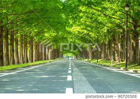 《滋賀縣》水杉林蔭/新綠季節 《滋賀縣》水杉林蔭/新綠季節 90720308