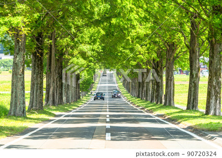 《Shiga Prefecture》 Metasequoias tree-lined / fresh green season 90720324