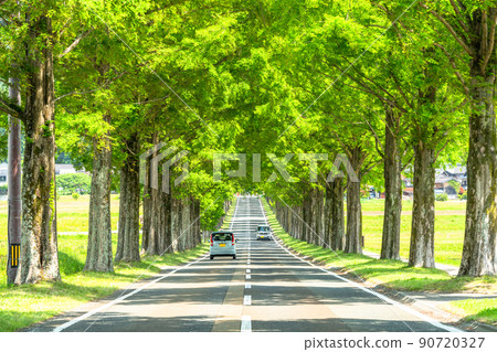 《Shiga Prefecture》 Metasequoias tree-lined / fresh green season 《Shiga Prefecture》 Metasequoias tree-lined / fresh green season 90720327