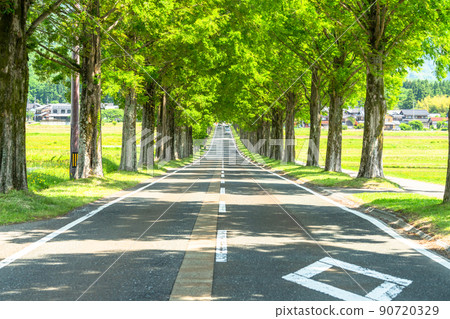 《Shiga Prefecture》 Metasequoias tree-lined / fresh green season 《Shiga Prefecture》 Metasequoias tree-lined / fresh green season 90720329