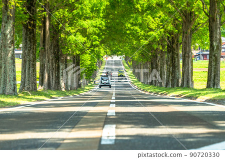 《Shiga Prefecture》 Metasequoias tree-lined / fresh green season 《Shiga Prefecture》 Metasequoias tree-lined / fresh green season 90720330