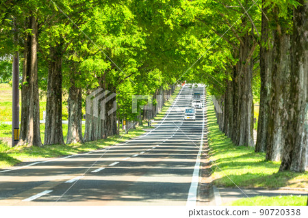 《Shiga Prefecture》 Metasequoias tree-lined / fresh green season 《Shiga Prefecture》 Metasequoias tree-lined / fresh green season 90720338