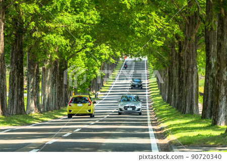 《Shiga Prefecture》 Metasequoias tree-lined / fresh green season 90720340