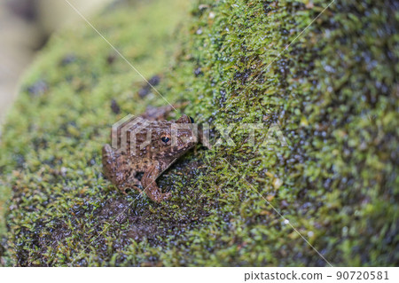 Bamboo shoots Bamboo shoots 90720581