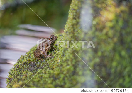  Bamboo shoots 90720584