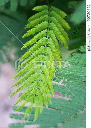 Cha (Cha-om), Acacia pennata vegetables in the garden,green leaves background 90720622