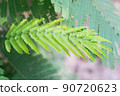 Cha (Cha-om), Acacia pennata vegetables in the garden,green leaves background 90720623