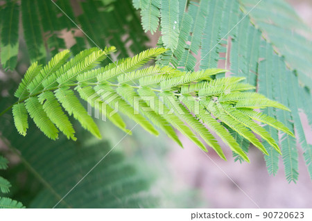 Cha (Cha-om), Acacia pennata vegetables in the garden,green leaves background Cha (Cha-om), Acacia pennata vegetables in the garden,green leaves background 90720623