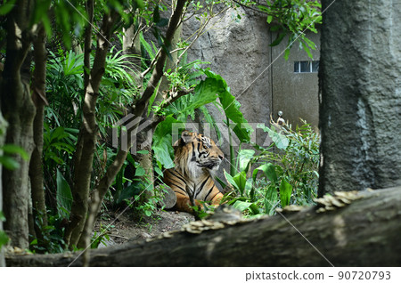 來自神戶動物王國 來自神戶動物王國 90720793