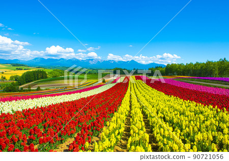 Biei's spectacular flower fields and colored hills 90721056