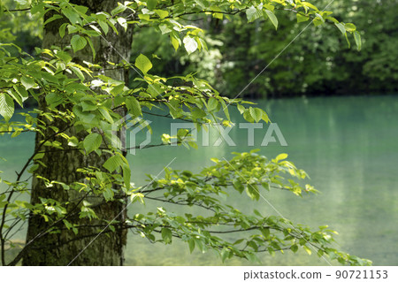 Dokko Marsh in early summer, fresh green scenery, Yamagata City, Yamagata Prefecture 90721153