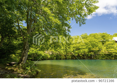 Dokko Marsh in early summer, fresh green scenery, Yamagata City, Yamagata Prefecture 90721166