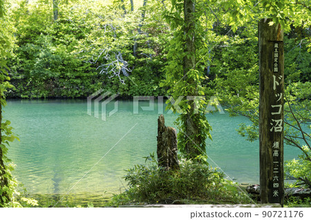Dokko Marsh in early summer, fresh green scenery, Yamagata City, Yamagata Prefecture Dokko Marsh in early summer, fresh green scenery, Yamagata City, Yamagata Prefecture 90721176
