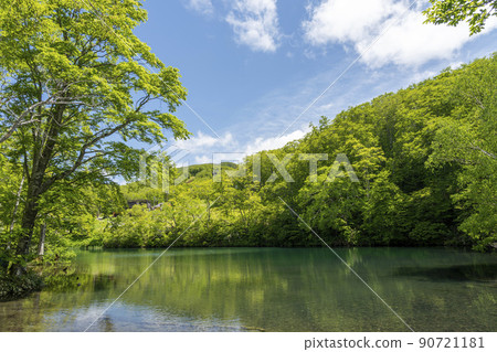 山形縣山形市初夏的獨港沼澤，清新的綠色風景 90721181