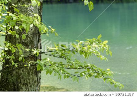 Dokko Marsh in early summer, fresh green scenery, Yamagata City, Yamagata Prefecture 90721197