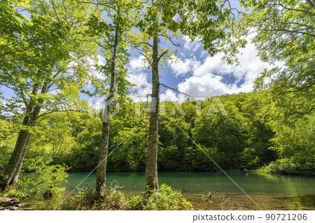 Dokko Marsh in early summer, fresh green scenery, Yamagata City, Yamagata Prefecture 90721206