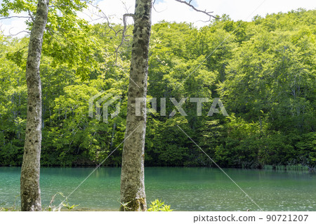 Dokko Marsh in early summer, fresh green scenery, Yamagata City, Yamagata Prefecture 90721207