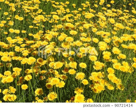 Asteraceae biennial plant "Dyers chamomile" Asteraceae biennial plant "Dyers chamomile" 90721414