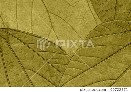 Texture of dry green autumn organic leaves background, macro. Structure of olive natural leaf with pattern. 90722571