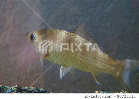 鯽魚 鯽魚 90723113