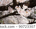 佐倉吉野櫻花UP 90723307