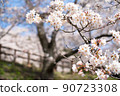 櫻桃藍天和櫻花 90723308
