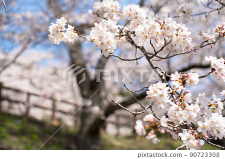 櫻桃藍天和櫻花 90723308