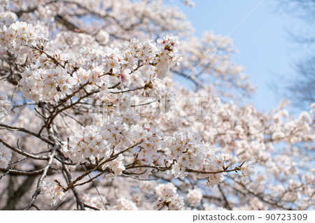 Sakura against the background of the blue sky Sakura against the background of the blue sky 90723309