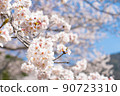 櫻花在蔚藍的天空中閃耀 90723310