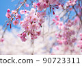 以藍天和吉野櫻花樹為背景的垂枝櫻花 90723311
