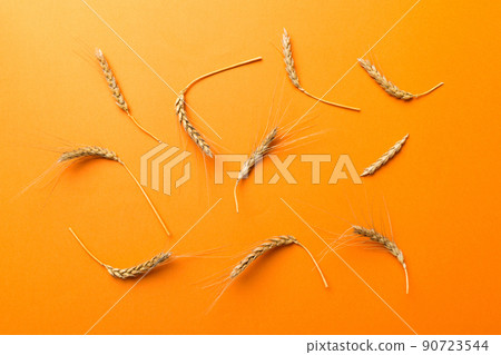 Sheaf of wheat ears close up and seeds on colored background. Natural cereal plant, harvest time concept. Top view, flat lay. world wheat crisis Sheaf of wheat ears close up and seeds on colored background. Natural cereal plant, harvest time concept. Top view, flat lay. world wheat crisis 90723544