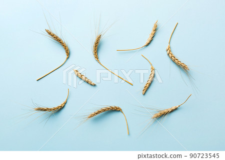 Sheaf of wheat ears close up and seeds on colored background. Natural cereal plant, harvest time concept. Top view, flat lay. world wheat crisis Sheaf of wheat ears close up and seeds on colored background. Natural cereal plant, harvest time concept. Top view, flat lay. world wheat crisis 90723545