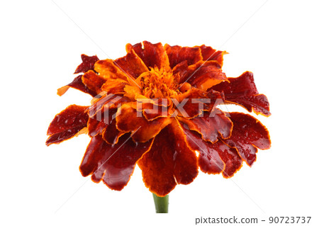Growing marigold isolated on white Growing marigold isolated on white 90723737