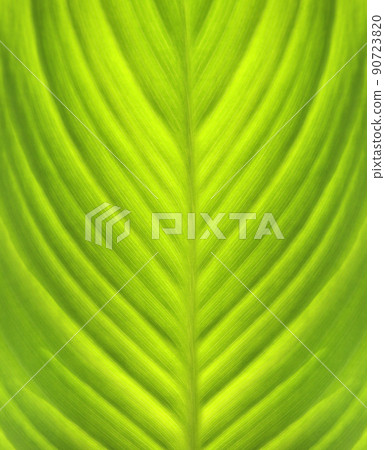 Close-up green leaf texture. Horizontal or vertical background with tropical leaf 90723820