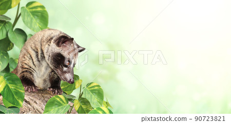 Horizontal sunny nature background with Asian Palm Civet (Civet cat). Produces Kopi luwak. Copy space for text Horizontal sunny nature background with Asian Palm Civet (Civet cat). Produces Kopi luwak. Copy space for text 90723821