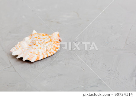 Beach seashells on colored background. Mock up with copy space 90724114
